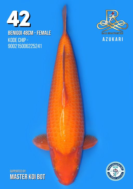 Lelang Koi Online, Jual Beli Ikan Koi, Pusat Jual Beli Koi, Info Lelang Koi Hari Ini, Platform Jual Beli Koi, Jual Beli Ikan Koi Online, Marketplace Ikan Koi, Jual Koi Terbaik, Tempat Beli Koi Berkualitas, Pasar Ikan Koi Online Terpercaya, Penjual Ikan Koi Terpercaya, Beli Koi Hias Online, Ikan Koi untuk Dijual, Koi Kualitas Terbaik, Toko Online Ikan Koi, Koi Hias Untuk Dijual, Jual Beli Ikan Koi Lokal, Koi Indonesia Online, Pusat Jual Beli Koi Terbesar