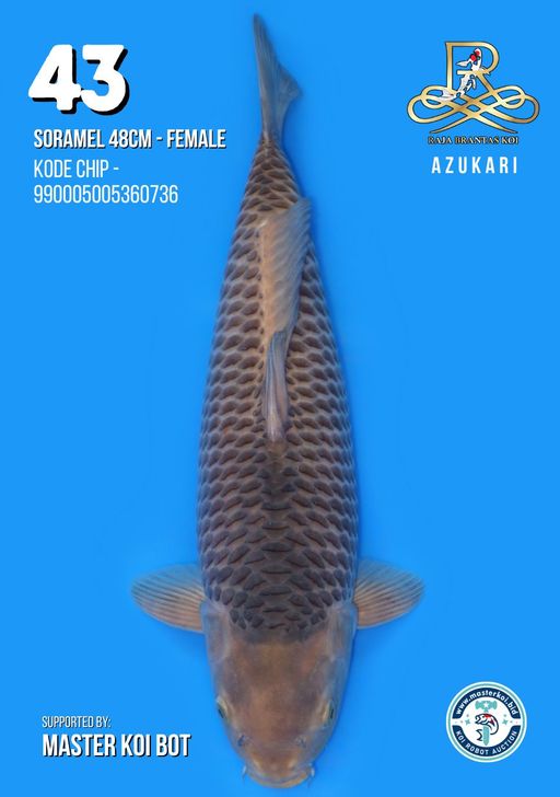 Lelang Koi Online, Jual Beli Ikan Koi, Pusat Jual Beli Koi, Info Lelang Koi Hari Ini, Platform Jual Beli Koi, Jual Beli Ikan Koi Online, Marketplace Ikan Koi, Jual Koi Terbaik, Tempat Beli Koi Berkualitas, Pasar Ikan Koi Online Terpercaya, Penjual Ikan Koi Terpercaya, Beli Koi Hias Online, Ikan Koi untuk Dijual, Koi Kualitas Terbaik, Toko Online Ikan Koi, Koi Hias Untuk Dijual, Jual Beli Ikan Koi Lokal, Koi Indonesia Online, Pusat Jual Beli Koi Terbesar