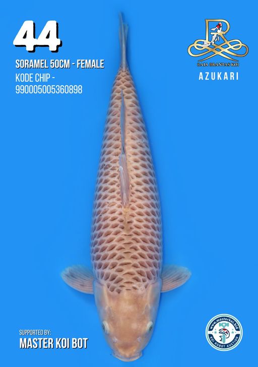 Lelang Koi Online, Jual Beli Ikan Koi, Pusat Jual Beli Koi, Info Lelang Koi Hari Ini, Platform Jual Beli Koi, Jual Beli Ikan Koi Online, Marketplace Ikan Koi, Jual Koi Terbaik, Tempat Beli Koi Berkualitas, Pasar Ikan Koi Online Terpercaya, Penjual Ikan Koi Terpercaya, Beli Koi Hias Online, Ikan Koi untuk Dijual, Koi Kualitas Terbaik, Toko Online Ikan Koi, Koi Hias Untuk Dijual, Jual Beli Ikan Koi Lokal, Koi Indonesia Online, Pusat Jual Beli Koi Terbesar