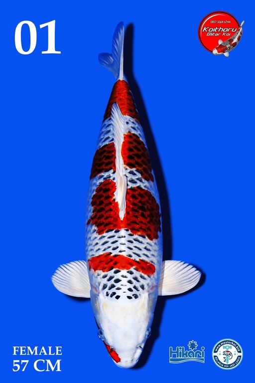Lelang Koi Online, Jual Beli Ikan Koi, Pusat Jual Beli Koi, Info Lelang Koi Hari Ini, Platform Jual Beli Koi, Jual Beli Ikan Koi Online, Marketplace Ikan Koi, Jual Koi Terbaik, Tempat Beli Koi Berkualitas, Pasar Ikan Koi Online Terpercaya, Penjual Ikan Koi Terpercaya, Beli Koi Hias Online, Ikan Koi untuk Dijual, Koi Kualitas Terbaik, Toko Online Ikan Koi, Koi Hias Untuk Dijual, Jual Beli Ikan Koi Lokal, Koi Indonesia Online, Pusat Jual Beli Koi Terbesar