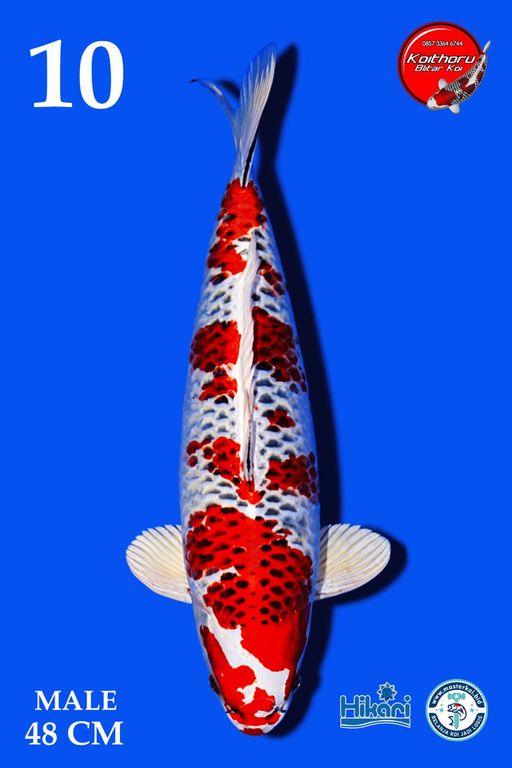Lelang Koi Online, Jual Beli Ikan Koi, Pusat Jual Beli Koi, Info Lelang Koi Hari Ini, Platform Jual Beli Koi, Jual Beli Ikan Koi Online, Marketplace Ikan Koi, Jual Koi Terbaik, Tempat Beli Koi Berkualitas, Pasar Ikan Koi Online Terpercaya, Penjual Ikan Koi Terpercaya, Beli Koi Hias Online, Ikan Koi untuk Dijual, Koi Kualitas Terbaik, Toko Online Ikan Koi, Koi Hias Untuk Dijual, Jual Beli Ikan Koi Lokal, Koi Indonesia Online, Pusat Jual Beli Koi Terbesar