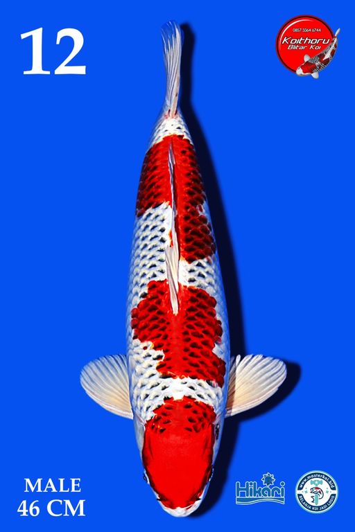 Lelang Koi Online, Jual Beli Ikan Koi, Pusat Jual Beli Koi, Info Lelang Koi Hari Ini, Platform Jual Beli Koi, Jual Beli Ikan Koi Online, Marketplace Ikan Koi, Jual Koi Terbaik, Tempat Beli Koi Berkualitas, Pasar Ikan Koi Online Terpercaya, Penjual Ikan Koi Terpercaya, Beli Koi Hias Online, Ikan Koi untuk Dijual, Koi Kualitas Terbaik, Toko Online Ikan Koi, Koi Hias Untuk Dijual, Jual Beli Ikan Koi Lokal, Koi Indonesia Online, Pusat Jual Beli Koi Terbesar