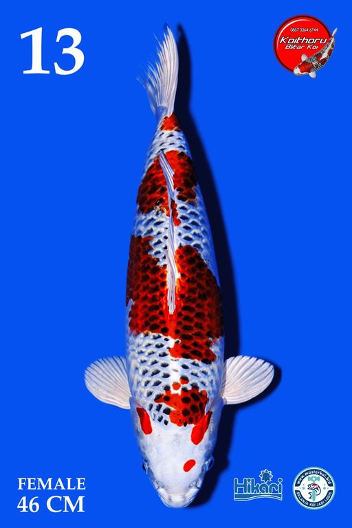 Lelang Koi Online, Jual Beli Ikan Koi, Pusat Jual Beli Koi, Info Lelang Koi Hari Ini, Platform Jual Beli Koi, Jual Beli Ikan Koi Online, Marketplace Ikan Koi, Jual Koi Terbaik, Tempat Beli Koi Berkualitas, Pasar Ikan Koi Online Terpercaya, Penjual Ikan Koi Terpercaya, Beli Koi Hias Online, Ikan Koi untuk Dijual, Koi Kualitas Terbaik, Toko Online Ikan Koi, Koi Hias Untuk Dijual, Jual Beli Ikan Koi Lokal, Koi Indonesia Online, Pusat Jual Beli Koi Terbesar