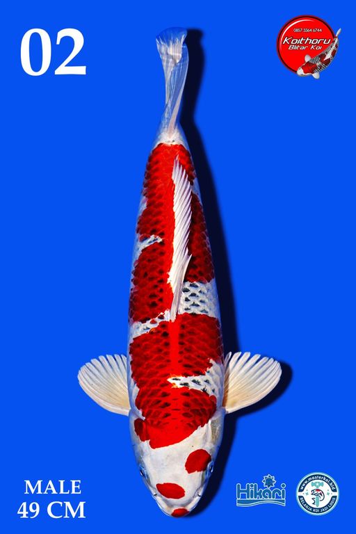 Lelang Koi Online, Jual Beli Ikan Koi, Pusat Jual Beli Koi, Info Lelang Koi Hari Ini, Platform Jual Beli Koi, Jual Beli Ikan Koi Online, Marketplace Ikan Koi, Jual Koi Terbaik, Tempat Beli Koi Berkualitas, Pasar Ikan Koi Online Terpercaya, Penjual Ikan Koi Terpercaya, Beli Koi Hias Online, Ikan Koi untuk Dijual, Koi Kualitas Terbaik, Toko Online Ikan Koi, Koi Hias Untuk Dijual, Jual Beli Ikan Koi Lokal, Koi Indonesia Online, Pusat Jual Beli Koi Terbesar