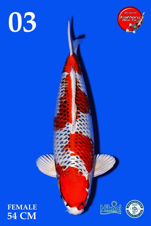 Lelang Koi Online, Jual Beli Ikan Koi, Pusat Jual Beli Koi, Info Lelang Koi Hari Ini, Platform Jual Beli Koi, Jual Beli Ikan Koi Online, Marketplace Ikan Koi, Jual Koi Terbaik, Tempat Beli Koi Berkualitas, Pasar Ikan Koi Online Terpercaya, Penjual Ikan Koi Terpercaya, Beli Koi Hias Online, Ikan Koi untuk Dijual, Koi Kualitas Terbaik, Toko Online Ikan Koi, Koi Hias Untuk Dijual, Jual Beli Ikan Koi Lokal, Koi Indonesia Online, Pusat Jual Beli Koi Terbesar
