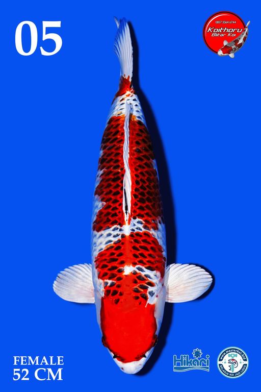 Lelang Koi Online, Jual Beli Ikan Koi, Pusat Jual Beli Koi, Info Lelang Koi Hari Ini, Platform Jual Beli Koi, Jual Beli Ikan Koi Online, Marketplace Ikan Koi, Jual Koi Terbaik, Tempat Beli Koi Berkualitas, Pasar Ikan Koi Online Terpercaya, Penjual Ikan Koi Terpercaya, Beli Koi Hias Online, Ikan Koi untuk Dijual, Koi Kualitas Terbaik, Toko Online Ikan Koi, Koi Hias Untuk Dijual, Jual Beli Ikan Koi Lokal, Koi Indonesia Online, Pusat Jual Beli Koi Terbesar