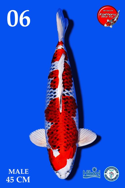 Lelang Koi Online, Jual Beli Ikan Koi, Pusat Jual Beli Koi, Info Lelang Koi Hari Ini, Platform Jual Beli Koi, Jual Beli Ikan Koi Online, Marketplace Ikan Koi, Jual Koi Terbaik, Tempat Beli Koi Berkualitas, Pasar Ikan Koi Online Terpercaya, Penjual Ikan Koi Terpercaya, Beli Koi Hias Online, Ikan Koi untuk Dijual, Koi Kualitas Terbaik, Toko Online Ikan Koi, Koi Hias Untuk Dijual, Jual Beli Ikan Koi Lokal, Koi Indonesia Online, Pusat Jual Beli Koi Terbesar