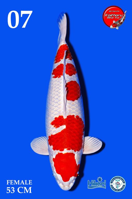 Lelang Koi Online, Jual Beli Ikan Koi, Pusat Jual Beli Koi, Info Lelang Koi Hari Ini, Platform Jual Beli Koi, Jual Beli Ikan Koi Online, Marketplace Ikan Koi, Jual Koi Terbaik, Tempat Beli Koi Berkualitas, Pasar Ikan Koi Online Terpercaya, Penjual Ikan Koi Terpercaya, Beli Koi Hias Online, Ikan Koi untuk Dijual, Koi Kualitas Terbaik, Toko Online Ikan Koi, Koi Hias Untuk Dijual, Jual Beli Ikan Koi Lokal, Koi Indonesia Online, Pusat Jual Beli Koi Terbesar