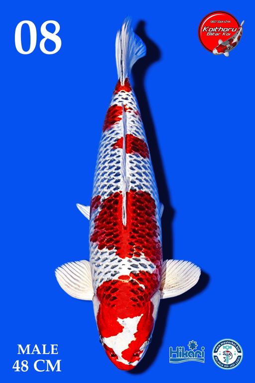 Lelang Koi Online, Jual Beli Ikan Koi, Pusat Jual Beli Koi, Info Lelang Koi Hari Ini, Platform Jual Beli Koi, Jual Beli Ikan Koi Online, Marketplace Ikan Koi, Jual Koi Terbaik, Tempat Beli Koi Berkualitas, Pasar Ikan Koi Online Terpercaya, Penjual Ikan Koi Terpercaya, Beli Koi Hias Online, Ikan Koi untuk Dijual, Koi Kualitas Terbaik, Toko Online Ikan Koi, Koi Hias Untuk Dijual, Jual Beli Ikan Koi Lokal, Koi Indonesia Online, Pusat Jual Beli Koi Terbesar