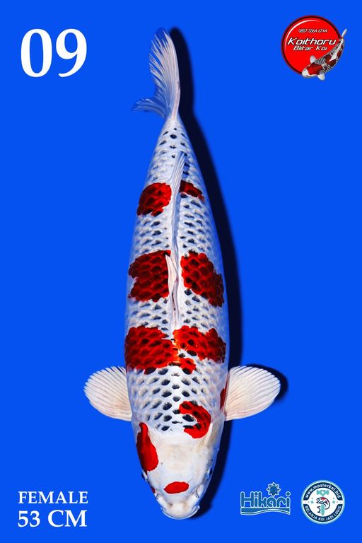 Lelang Koi Online, Jual Beli Ikan Koi, Pusat Jual Beli Koi, Info Lelang Koi Hari Ini, Platform Jual Beli Koi, Jual Beli Ikan Koi Online, Marketplace Ikan Koi, Jual Koi Terbaik, Tempat Beli Koi Berkualitas, Pasar Ikan Koi Online Terpercaya, Penjual Ikan Koi Terpercaya, Beli Koi Hias Online, Ikan Koi untuk Dijual, Koi Kualitas Terbaik, Toko Online Ikan Koi, Koi Hias Untuk Dijual, Jual Beli Ikan Koi Lokal, Koi Indonesia Online, Pusat Jual Beli Koi Terbesar