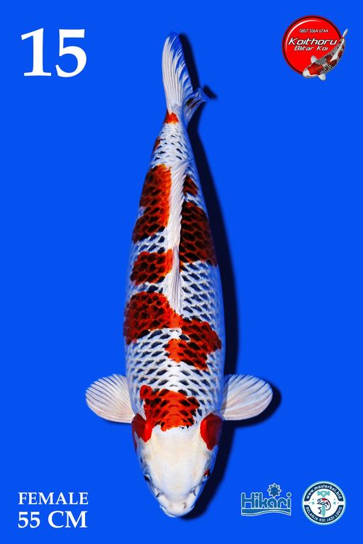 Lelang Koi Online, Jual Beli Ikan Koi, Pusat Jual Beli Koi, Info Lelang Koi Hari Ini, Platform Jual Beli Koi, Jual Beli Ikan Koi Online, Marketplace Ikan Koi, Jual Koi Terbaik, Tempat Beli Koi Berkualitas, Pasar Ikan Koi Online Terpercaya, Penjual Ikan Koi Terpercaya, Beli Koi Hias Online, Ikan Koi untuk Dijual, Koi Kualitas Terbaik, Toko Online Ikan Koi, Koi Hias Untuk Dijual, Jual Beli Ikan Koi Lokal, Koi Indonesia Online, Pusat Jual Beli Koi Terbesar