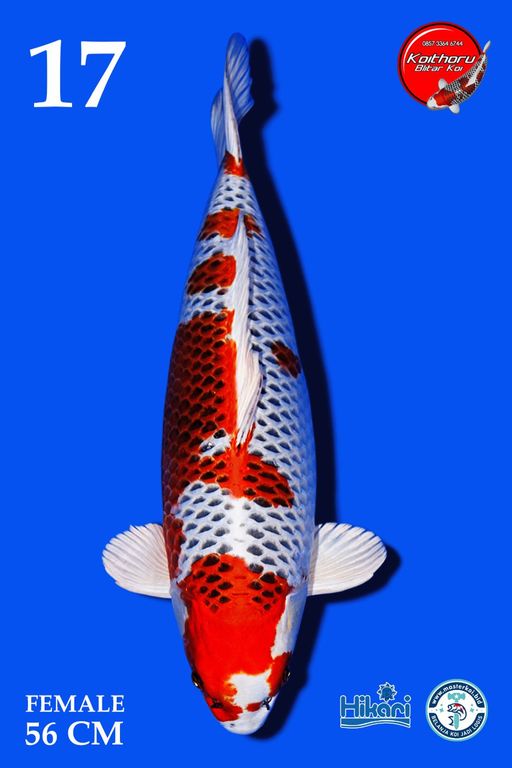 Lelang Koi Online, Jual Beli Ikan Koi, Pusat Jual Beli Koi, Info Lelang Koi Hari Ini, Platform Jual Beli Koi, Jual Beli Ikan Koi Online, Marketplace Ikan Koi, Jual Koi Terbaik, Tempat Beli Koi Berkualitas, Pasar Ikan Koi Online Terpercaya, Penjual Ikan Koi Terpercaya, Beli Koi Hias Online, Ikan Koi untuk Dijual, Koi Kualitas Terbaik, Toko Online Ikan Koi, Koi Hias Untuk Dijual, Jual Beli Ikan Koi Lokal, Koi Indonesia Online, Pusat Jual Beli Koi Terbesar