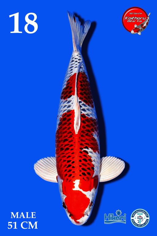 Lelang Koi Online, Jual Beli Ikan Koi, Pusat Jual Beli Koi, Info Lelang Koi Hari Ini, Platform Jual Beli Koi, Jual Beli Ikan Koi Online, Marketplace Ikan Koi, Jual Koi Terbaik, Tempat Beli Koi Berkualitas, Pasar Ikan Koi Online Terpercaya, Penjual Ikan Koi Terpercaya, Beli Koi Hias Online, Ikan Koi untuk Dijual, Koi Kualitas Terbaik, Toko Online Ikan Koi, Koi Hias Untuk Dijual, Jual Beli Ikan Koi Lokal, Koi Indonesia Online, Pusat Jual Beli Koi Terbesar