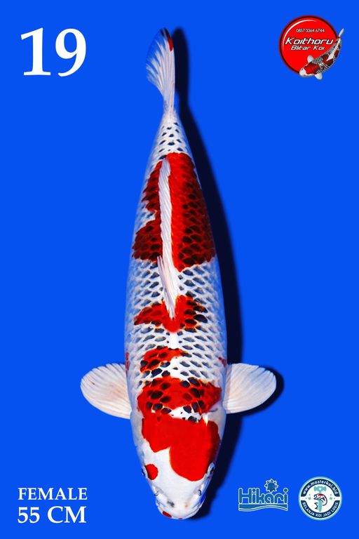 Lelang Koi Online, Jual Beli Ikan Koi, Pusat Jual Beli Koi, Info Lelang Koi Hari Ini, Platform Jual Beli Koi, Jual Beli Ikan Koi Online, Marketplace Ikan Koi, Jual Koi Terbaik, Tempat Beli Koi Berkualitas, Pasar Ikan Koi Online Terpercaya, Penjual Ikan Koi Terpercaya, Beli Koi Hias Online, Ikan Koi untuk Dijual, Koi Kualitas Terbaik, Toko Online Ikan Koi, Koi Hias Untuk Dijual, Jual Beli Ikan Koi Lokal, Koi Indonesia Online, Pusat Jual Beli Koi Terbesar