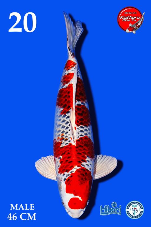 Lelang Koi Online, Jual Beli Ikan Koi, Pusat Jual Beli Koi, Info Lelang Koi Hari Ini, Platform Jual Beli Koi, Jual Beli Ikan Koi Online, Marketplace Ikan Koi, Jual Koi Terbaik, Tempat Beli Koi Berkualitas, Pasar Ikan Koi Online Terpercaya, Penjual Ikan Koi Terpercaya, Beli Koi Hias Online, Ikan Koi untuk Dijual, Koi Kualitas Terbaik, Toko Online Ikan Koi, Koi Hias Untuk Dijual, Jual Beli Ikan Koi Lokal, Koi Indonesia Online, Pusat Jual Beli Koi Terbesar