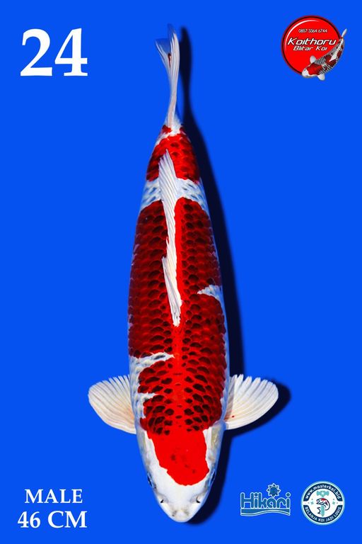 Lelang Koi Online, Jual Beli Ikan Koi, Pusat Jual Beli Koi, Info Lelang Koi Hari Ini, Platform Jual Beli Koi, Jual Beli Ikan Koi Online, Marketplace Ikan Koi, Jual Koi Terbaik, Tempat Beli Koi Berkualitas, Pasar Ikan Koi Online Terpercaya, Penjual Ikan Koi Terpercaya, Beli Koi Hias Online, Ikan Koi untuk Dijual, Koi Kualitas Terbaik, Toko Online Ikan Koi, Koi Hias Untuk Dijual, Jual Beli Ikan Koi Lokal, Koi Indonesia Online, Pusat Jual Beli Koi Terbesar