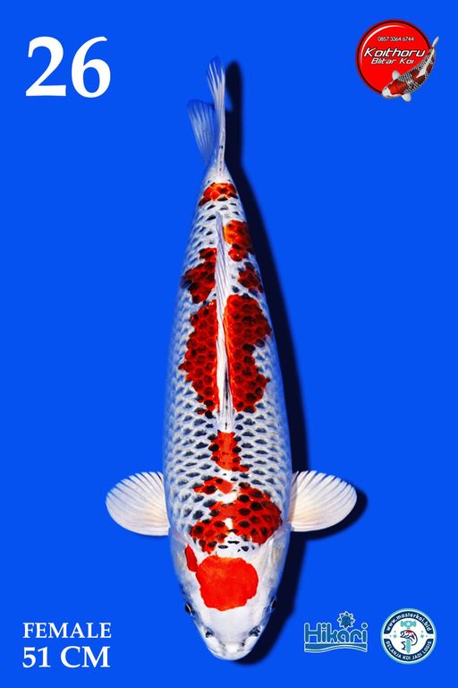 Lelang Koi Online, Jual Beli Ikan Koi, Pusat Jual Beli Koi, Info Lelang Koi Hari Ini, Platform Jual Beli Koi, Jual Beli Ikan Koi Online, Marketplace Ikan Koi, Jual Koi Terbaik, Tempat Beli Koi Berkualitas, Pasar Ikan Koi Online Terpercaya, Penjual Ikan Koi Terpercaya, Beli Koi Hias Online, Ikan Koi untuk Dijual, Koi Kualitas Terbaik, Toko Online Ikan Koi, Koi Hias Untuk Dijual, Jual Beli Ikan Koi Lokal, Koi Indonesia Online, Pusat Jual Beli Koi Terbesar