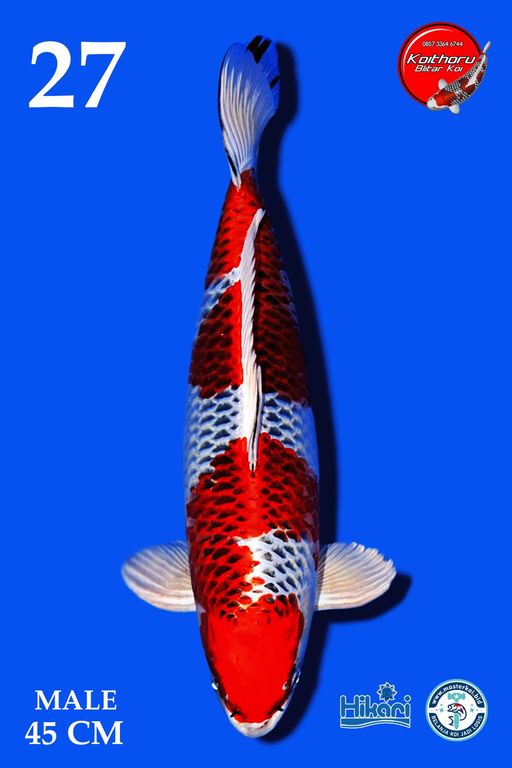 Lelang Koi Online, Jual Beli Ikan Koi, Pusat Jual Beli Koi, Info Lelang Koi Hari Ini, Platform Jual Beli Koi, Jual Beli Ikan Koi Online, Marketplace Ikan Koi, Jual Koi Terbaik, Tempat Beli Koi Berkualitas, Pasar Ikan Koi Online Terpercaya, Penjual Ikan Koi Terpercaya, Beli Koi Hias Online, Ikan Koi untuk Dijual, Koi Kualitas Terbaik, Toko Online Ikan Koi, Koi Hias Untuk Dijual, Jual Beli Ikan Koi Lokal, Koi Indonesia Online, Pusat Jual Beli Koi Terbesar
