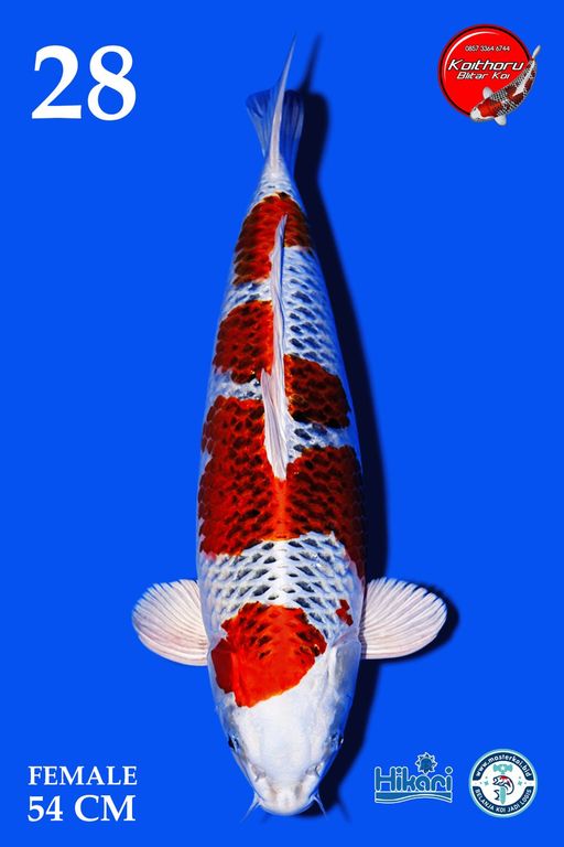 Lelang Koi Online, Jual Beli Ikan Koi, Pusat Jual Beli Koi, Info Lelang Koi Hari Ini, Platform Jual Beli Koi, Jual Beli Ikan Koi Online, Marketplace Ikan Koi, Jual Koi Terbaik, Tempat Beli Koi Berkualitas, Pasar Ikan Koi Online Terpercaya, Penjual Ikan Koi Terpercaya, Beli Koi Hias Online, Ikan Koi untuk Dijual, Koi Kualitas Terbaik, Toko Online Ikan Koi, Koi Hias Untuk Dijual, Jual Beli Ikan Koi Lokal, Koi Indonesia Online, Pusat Jual Beli Koi Terbesar