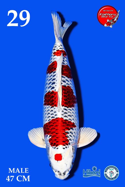 Lelang Koi Online, Jual Beli Ikan Koi, Pusat Jual Beli Koi, Info Lelang Koi Hari Ini, Platform Jual Beli Koi, Jual Beli Ikan Koi Online, Marketplace Ikan Koi, Jual Koi Terbaik, Tempat Beli Koi Berkualitas, Pasar Ikan Koi Online Terpercaya, Penjual Ikan Koi Terpercaya, Beli Koi Hias Online, Ikan Koi untuk Dijual, Koi Kualitas Terbaik, Toko Online Ikan Koi, Koi Hias Untuk Dijual, Jual Beli Ikan Koi Lokal, Koi Indonesia Online, Pusat Jual Beli Koi Terbesar