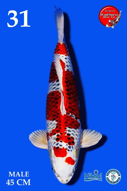 Lelang Koi Online, Jual Beli Ikan Koi, Pusat Jual Beli Koi, Info Lelang Koi Hari Ini, Platform Jual Beli Koi, Jual Beli Ikan Koi Online, Marketplace Ikan Koi, Jual Koi Terbaik, Tempat Beli Koi Berkualitas, Pasar Ikan Koi Online Terpercaya, Penjual Ikan Koi Terpercaya, Beli Koi Hias Online, Ikan Koi untuk Dijual, Koi Kualitas Terbaik, Toko Online Ikan Koi, Koi Hias Untuk Dijual, Jual Beli Ikan Koi Lokal, Koi Indonesia Online, Pusat Jual Beli Koi Terbesar