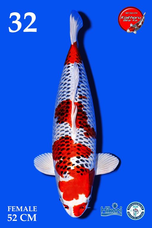 Lelang Koi Online, Jual Beli Ikan Koi, Pusat Jual Beli Koi, Info Lelang Koi Hari Ini, Platform Jual Beli Koi, Jual Beli Ikan Koi Online, Marketplace Ikan Koi, Jual Koi Terbaik, Tempat Beli Koi Berkualitas, Pasar Ikan Koi Online Terpercaya, Penjual Ikan Koi Terpercaya, Beli Koi Hias Online, Ikan Koi untuk Dijual, Koi Kualitas Terbaik, Toko Online Ikan Koi, Koi Hias Untuk Dijual, Jual Beli Ikan Koi Lokal, Koi Indonesia Online, Pusat Jual Beli Koi Terbesar