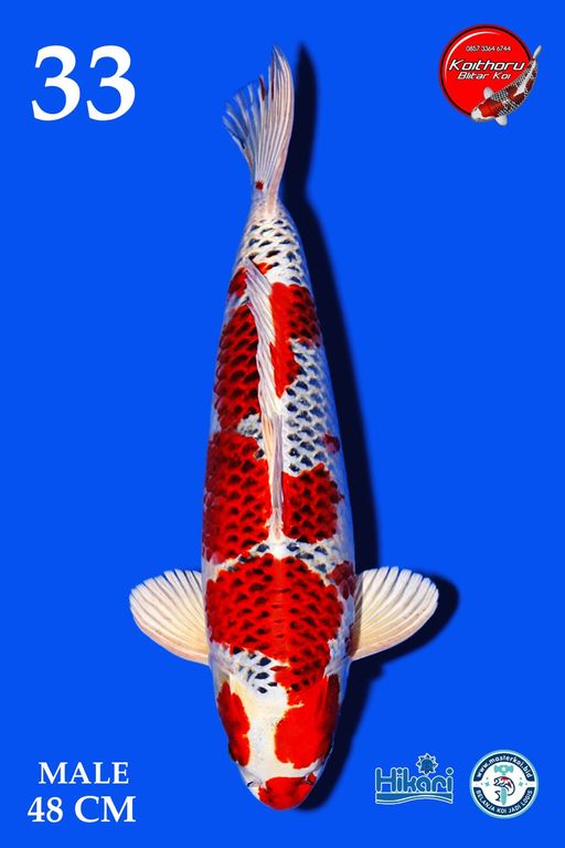 Lelang Koi Online, Jual Beli Ikan Koi, Pusat Jual Beli Koi, Info Lelang Koi Hari Ini, Platform Jual Beli Koi, Jual Beli Ikan Koi Online, Marketplace Ikan Koi, Jual Koi Terbaik, Tempat Beli Koi Berkualitas, Pasar Ikan Koi Online Terpercaya, Penjual Ikan Koi Terpercaya, Beli Koi Hias Online, Ikan Koi untuk Dijual, Koi Kualitas Terbaik, Toko Online Ikan Koi, Koi Hias Untuk Dijual, Jual Beli Ikan Koi Lokal, Koi Indonesia Online, Pusat Jual Beli Koi Terbesar