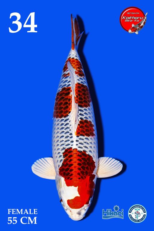 Lelang Koi Online, Jual Beli Ikan Koi, Pusat Jual Beli Koi, Info Lelang Koi Hari Ini, Platform Jual Beli Koi, Jual Beli Ikan Koi Online, Marketplace Ikan Koi, Jual Koi Terbaik, Tempat Beli Koi Berkualitas, Pasar Ikan Koi Online Terpercaya, Penjual Ikan Koi Terpercaya, Beli Koi Hias Online, Ikan Koi untuk Dijual, Koi Kualitas Terbaik, Toko Online Ikan Koi, Koi Hias Untuk Dijual, Jual Beli Ikan Koi Lokal, Koi Indonesia Online, Pusat Jual Beli Koi Terbesar