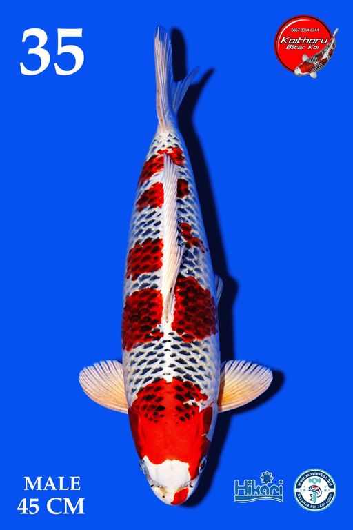 Lelang Koi Online, Jual Beli Ikan Koi, Pusat Jual Beli Koi, Info Lelang Koi Hari Ini, Platform Jual Beli Koi, Jual Beli Ikan Koi Online, Marketplace Ikan Koi, Jual Koi Terbaik, Tempat Beli Koi Berkualitas, Pasar Ikan Koi Online Terpercaya, Penjual Ikan Koi Terpercaya, Beli Koi Hias Online, Ikan Koi untuk Dijual, Koi Kualitas Terbaik, Toko Online Ikan Koi, Koi Hias Untuk Dijual, Jual Beli Ikan Koi Lokal, Koi Indonesia Online, Pusat Jual Beli Koi Terbesar