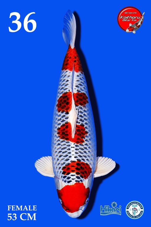 Lelang Koi Online, Jual Beli Ikan Koi, Pusat Jual Beli Koi, Info Lelang Koi Hari Ini, Platform Jual Beli Koi, Jual Beli Ikan Koi Online, Marketplace Ikan Koi, Jual Koi Terbaik, Tempat Beli Koi Berkualitas, Pasar Ikan Koi Online Terpercaya, Penjual Ikan Koi Terpercaya, Beli Koi Hias Online, Ikan Koi untuk Dijual, Koi Kualitas Terbaik, Toko Online Ikan Koi, Koi Hias Untuk Dijual, Jual Beli Ikan Koi Lokal, Koi Indonesia Online, Pusat Jual Beli Koi Terbesar