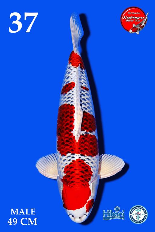 Lelang Koi Online, Jual Beli Ikan Koi, Pusat Jual Beli Koi, Info Lelang Koi Hari Ini, Platform Jual Beli Koi, Jual Beli Ikan Koi Online, Marketplace Ikan Koi, Jual Koi Terbaik, Tempat Beli Koi Berkualitas, Pasar Ikan Koi Online Terpercaya, Penjual Ikan Koi Terpercaya, Beli Koi Hias Online, Ikan Koi untuk Dijual, Koi Kualitas Terbaik, Toko Online Ikan Koi, Koi Hias Untuk Dijual, Jual Beli Ikan Koi Lokal, Koi Indonesia Online, Pusat Jual Beli Koi Terbesar