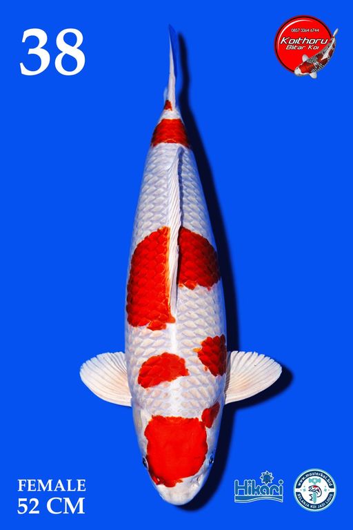 Lelang Koi Online, Jual Beli Ikan Koi, Pusat Jual Beli Koi, Info Lelang Koi Hari Ini, Platform Jual Beli Koi, Jual Beli Ikan Koi Online, Marketplace Ikan Koi, Jual Koi Terbaik, Tempat Beli Koi Berkualitas, Pasar Ikan Koi Online Terpercaya, Penjual Ikan Koi Terpercaya, Beli Koi Hias Online, Ikan Koi untuk Dijual, Koi Kualitas Terbaik, Toko Online Ikan Koi, Koi Hias Untuk Dijual, Jual Beli Ikan Koi Lokal, Koi Indonesia Online, Pusat Jual Beli Koi Terbesar