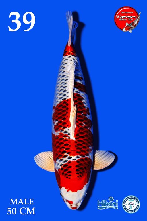 Lelang Koi Online, Jual Beli Ikan Koi, Pusat Jual Beli Koi, Info Lelang Koi Hari Ini, Platform Jual Beli Koi, Jual Beli Ikan Koi Online, Marketplace Ikan Koi, Jual Koi Terbaik, Tempat Beli Koi Berkualitas, Pasar Ikan Koi Online Terpercaya, Penjual Ikan Koi Terpercaya, Beli Koi Hias Online, Ikan Koi untuk Dijual, Koi Kualitas Terbaik, Toko Online Ikan Koi, Koi Hias Untuk Dijual, Jual Beli Ikan Koi Lokal, Koi Indonesia Online, Pusat Jual Beli Koi Terbesar