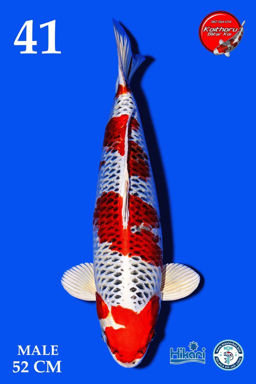 Lelang Koi Online, Jual Beli Ikan Koi, Pusat Jual Beli Koi, Info Lelang Koi Hari Ini, Platform Jual Beli Koi, Jual Beli Ikan Koi Online, Marketplace Ikan Koi, Jual Koi Terbaik, Tempat Beli Koi Berkualitas, Pasar Ikan Koi Online Terpercaya, Penjual Ikan Koi Terpercaya, Beli Koi Hias Online, Ikan Koi untuk Dijual, Koi Kualitas Terbaik, Toko Online Ikan Koi, Koi Hias Untuk Dijual, Jual Beli Ikan Koi Lokal, Koi Indonesia Online, Pusat Jual Beli Koi Terbesar