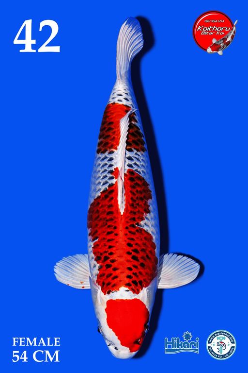 Lelang Koi Online, Jual Beli Ikan Koi, Pusat Jual Beli Koi, Info Lelang Koi Hari Ini, Platform Jual Beli Koi, Jual Beli Ikan Koi Online, Marketplace Ikan Koi, Jual Koi Terbaik, Tempat Beli Koi Berkualitas, Pasar Ikan Koi Online Terpercaya, Penjual Ikan Koi Terpercaya, Beli Koi Hias Online, Ikan Koi untuk Dijual, Koi Kualitas Terbaik, Toko Online Ikan Koi, Koi Hias Untuk Dijual, Jual Beli Ikan Koi Lokal, Koi Indonesia Online, Pusat Jual Beli Koi Terbesar