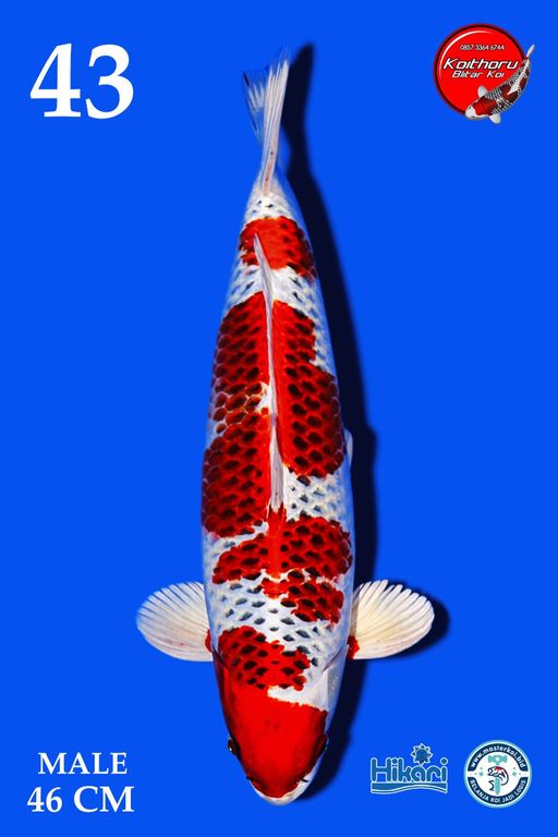 Lelang Koi Online, Jual Beli Ikan Koi, Pusat Jual Beli Koi, Info Lelang Koi Hari Ini, Platform Jual Beli Koi, Jual Beli Ikan Koi Online, Marketplace Ikan Koi, Jual Koi Terbaik, Tempat Beli Koi Berkualitas, Pasar Ikan Koi Online Terpercaya, Penjual Ikan Koi Terpercaya, Beli Koi Hias Online, Ikan Koi untuk Dijual, Koi Kualitas Terbaik, Toko Online Ikan Koi, Koi Hias Untuk Dijual, Jual Beli Ikan Koi Lokal, Koi Indonesia Online, Pusat Jual Beli Koi Terbesar