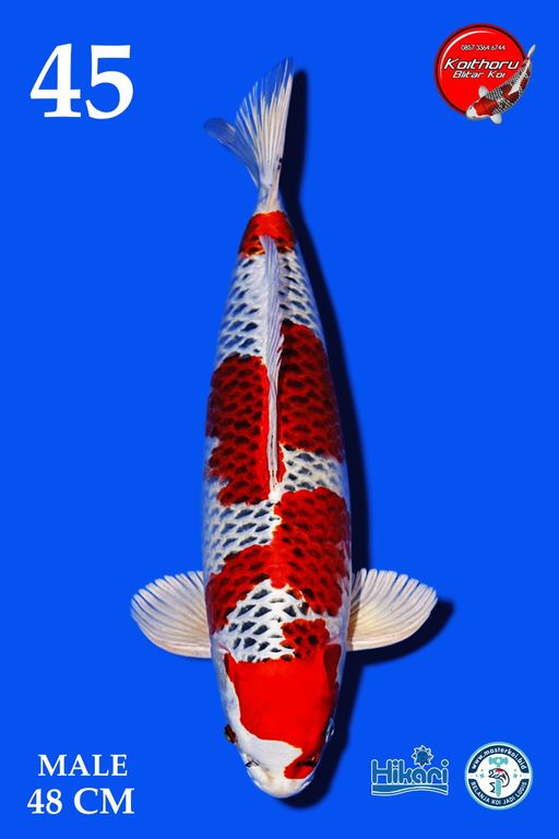 Lelang Koi Online, Jual Beli Ikan Koi, Pusat Jual Beli Koi, Info Lelang Koi Hari Ini, Platform Jual Beli Koi, Jual Beli Ikan Koi Online, Marketplace Ikan Koi, Jual Koi Terbaik, Tempat Beli Koi Berkualitas, Pasar Ikan Koi Online Terpercaya, Penjual Ikan Koi Terpercaya, Beli Koi Hias Online, Ikan Koi untuk Dijual, Koi Kualitas Terbaik, Toko Online Ikan Koi, Koi Hias Untuk Dijual, Jual Beli Ikan Koi Lokal, Koi Indonesia Online, Pusat Jual Beli Koi Terbesar