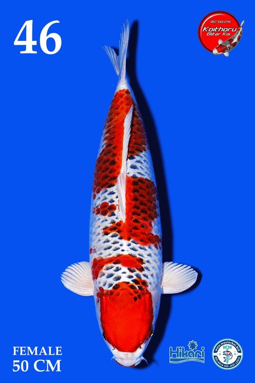 Lelang Koi Online, Jual Beli Ikan Koi, Pusat Jual Beli Koi, Info Lelang Koi Hari Ini, Platform Jual Beli Koi, Jual Beli Ikan Koi Online, Marketplace Ikan Koi, Jual Koi Terbaik, Tempat Beli Koi Berkualitas, Pasar Ikan Koi Online Terpercaya, Penjual Ikan Koi Terpercaya, Beli Koi Hias Online, Ikan Koi untuk Dijual, Koi Kualitas Terbaik, Toko Online Ikan Koi, Koi Hias Untuk Dijual, Jual Beli Ikan Koi Lokal, Koi Indonesia Online, Pusat Jual Beli Koi Terbesar