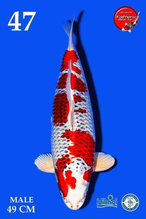 Lelang Koi Online, Jual Beli Ikan Koi, Pusat Jual Beli Koi, Info Lelang Koi Hari Ini, Platform Jual Beli Koi, Jual Beli Ikan Koi Online, Marketplace Ikan Koi, Jual Koi Terbaik, Tempat Beli Koi Berkualitas, Pasar Ikan Koi Online Terpercaya, Penjual Ikan Koi Terpercaya, Beli Koi Hias Online, Ikan Koi untuk Dijual, Koi Kualitas Terbaik, Toko Online Ikan Koi, Koi Hias Untuk Dijual, Jual Beli Ikan Koi Lokal, Koi Indonesia Online, Pusat Jual Beli Koi Terbesar