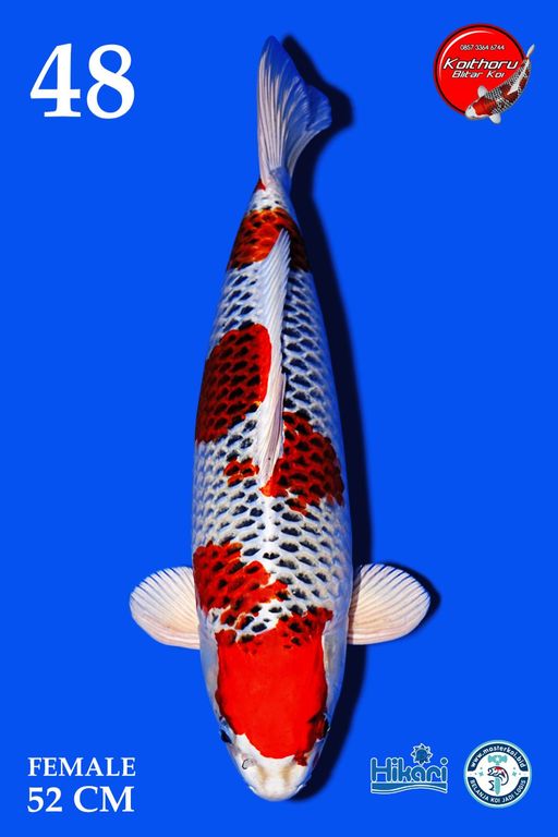 Lelang Koi Online, Jual Beli Ikan Koi, Pusat Jual Beli Koi, Info Lelang Koi Hari Ini, Platform Jual Beli Koi, Jual Beli Ikan Koi Online, Marketplace Ikan Koi, Jual Koi Terbaik, Tempat Beli Koi Berkualitas, Pasar Ikan Koi Online Terpercaya, Penjual Ikan Koi Terpercaya, Beli Koi Hias Online, Ikan Koi untuk Dijual, Koi Kualitas Terbaik, Toko Online Ikan Koi, Koi Hias Untuk Dijual, Jual Beli Ikan Koi Lokal, Koi Indonesia Online, Pusat Jual Beli Koi Terbesar