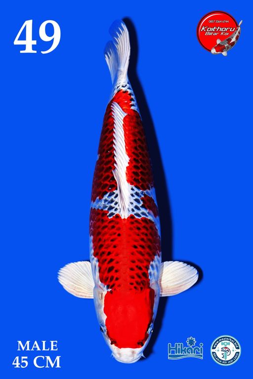 Lelang Koi Online, Jual Beli Ikan Koi, Pusat Jual Beli Koi, Info Lelang Koi Hari Ini, Platform Jual Beli Koi, Jual Beli Ikan Koi Online, Marketplace Ikan Koi, Jual Koi Terbaik, Tempat Beli Koi Berkualitas, Pasar Ikan Koi Online Terpercaya, Penjual Ikan Koi Terpercaya, Beli Koi Hias Online, Ikan Koi untuk Dijual, Koi Kualitas Terbaik, Toko Online Ikan Koi, Koi Hias Untuk Dijual, Jual Beli Ikan Koi Lokal, Koi Indonesia Online, Pusat Jual Beli Koi Terbesar