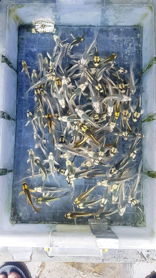 Lelang Koi Online, Jual Beli Ikan Koi, Pusat Jual Beli Koi, Info Lelang Koi Hari Ini, Platform Jual Beli Koi, Jual Beli Ikan Koi Online, Marketplace Ikan Koi, Jual Koi Terbaik, Tempat Beli Koi Berkualitas, Pasar Ikan Koi Online Terpercaya, Penjual Ikan Koi Terpercaya, Beli Koi Hias Online, Ikan Koi untuk Dijual, Koi Kualitas Terbaik, Toko Online Ikan Koi, Koi Hias Untuk Dijual, Jual Beli Ikan Koi Lokal, Koi Indonesia Online, Pusat Jual Beli Koi Terbesar