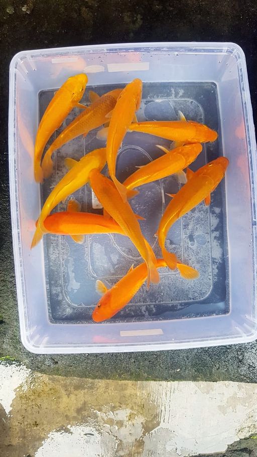 Lelang Koi Online, Jual Beli Ikan Koi, Pusat Jual Beli Koi, Info Lelang Koi Hari Ini, Platform Jual Beli Koi, Jual Beli Ikan Koi Online, Marketplace Ikan Koi, Jual Koi Terbaik, Tempat Beli Koi Berkualitas, Pasar Ikan Koi Online Terpercaya, Penjual Ikan Koi Terpercaya, Beli Koi Hias Online, Ikan Koi untuk Dijual, Koi Kualitas Terbaik, Toko Online Ikan Koi, Koi Hias Untuk Dijual, Jual Beli Ikan Koi Lokal, Koi Indonesia Online, Pusat Jual Beli Koi Terbesar