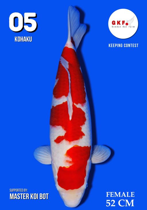 Lelang Koi Online, Jual Beli Ikan Koi, Pusat Jual Beli Koi, Info Lelang Koi Hari Ini, Platform Jual Beli Koi, Jual Beli Ikan Koi Online, Marketplace Ikan Koi, Jual Koi Terbaik, Tempat Beli Koi Berkualitas, Pasar Ikan Koi Online Terpercaya, Penjual Ikan Koi Terpercaya, Beli Koi Hias Online, Ikan Koi untuk Dijual, Koi Kualitas Terbaik, Toko Online Ikan Koi, Koi Hias Untuk Dijual, Jual Beli Ikan Koi Lokal, Koi Indonesia Online, Pusat Jual Beli Koi Terbesar