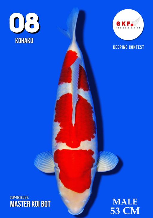 Lelang Koi Online, Jual Beli Ikan Koi, Pusat Jual Beli Koi, Info Lelang Koi Hari Ini, Platform Jual Beli Koi, Jual Beli Ikan Koi Online, Marketplace Ikan Koi, Jual Koi Terbaik, Tempat Beli Koi Berkualitas, Pasar Ikan Koi Online Terpercaya, Penjual Ikan Koi Terpercaya, Beli Koi Hias Online, Ikan Koi untuk Dijual, Koi Kualitas Terbaik, Toko Online Ikan Koi, Koi Hias Untuk Dijual, Jual Beli Ikan Koi Lokal, Koi Indonesia Online, Pusat Jual Beli Koi Terbesar