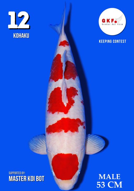 Lelang Koi Online, Jual Beli Ikan Koi, Pusat Jual Beli Koi, Info Lelang Koi Hari Ini, Platform Jual Beli Koi, Jual Beli Ikan Koi Online, Marketplace Ikan Koi, Jual Koi Terbaik, Tempat Beli Koi Berkualitas, Pasar Ikan Koi Online Terpercaya, Penjual Ikan Koi Terpercaya, Beli Koi Hias Online, Ikan Koi untuk Dijual, Koi Kualitas Terbaik, Toko Online Ikan Koi, Koi Hias Untuk Dijual, Jual Beli Ikan Koi Lokal, Koi Indonesia Online, Pusat Jual Beli Koi Terbesar