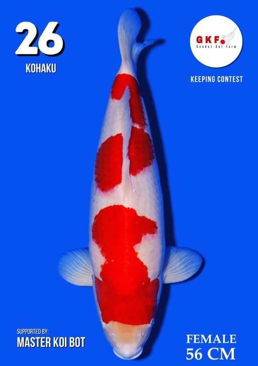 Lelang Koi Online, Jual Beli Ikan Koi, Pusat Jual Beli Koi, Info Lelang Koi Hari Ini, Platform Jual Beli Koi, Jual Beli Ikan Koi Online, Marketplace Ikan Koi, Jual Koi Terbaik, Tempat Beli Koi Berkualitas, Pasar Ikan Koi Online Terpercaya, Penjual Ikan Koi Terpercaya, Beli Koi Hias Online, Ikan Koi untuk Dijual, Koi Kualitas Terbaik, Toko Online Ikan Koi, Koi Hias Untuk Dijual, Jual Beli Ikan Koi Lokal, Koi Indonesia Online, Pusat Jual Beli Koi Terbesar