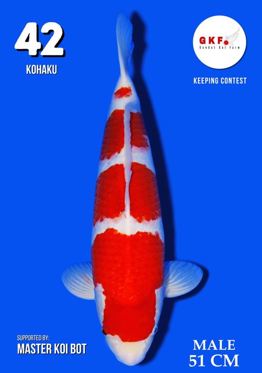 Lelang Koi Online, Jual Beli Ikan Koi, Pusat Jual Beli Koi, Info Lelang Koi Hari Ini, Platform Jual Beli Koi, Jual Beli Ikan Koi Online, Marketplace Ikan Koi, Jual Koi Terbaik, Tempat Beli Koi Berkualitas, Pasar Ikan Koi Online Terpercaya, Penjual Ikan Koi Terpercaya, Beli Koi Hias Online, Ikan Koi untuk Dijual, Koi Kualitas Terbaik, Toko Online Ikan Koi, Koi Hias Untuk Dijual, Jual Beli Ikan Koi Lokal, Koi Indonesia Online, Pusat Jual Beli Koi Terbesar