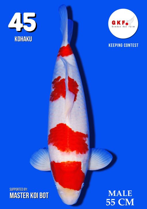 Lelang Koi Online, Jual Beli Ikan Koi, Pusat Jual Beli Koi, Info Lelang Koi Hari Ini, Platform Jual Beli Koi, Jual Beli Ikan Koi Online, Marketplace Ikan Koi, Jual Koi Terbaik, Tempat Beli Koi Berkualitas, Pasar Ikan Koi Online Terpercaya, Penjual Ikan Koi Terpercaya, Beli Koi Hias Online, Ikan Koi untuk Dijual, Koi Kualitas Terbaik, Toko Online Ikan Koi, Koi Hias Untuk Dijual, Jual Beli Ikan Koi Lokal, Koi Indonesia Online, Pusat Jual Beli Koi Terbesar