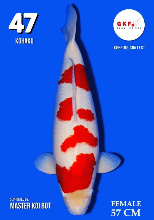 Lelang Koi Online, Jual Beli Ikan Koi, Pusat Jual Beli Koi, Info Lelang Koi Hari Ini, Platform Jual Beli Koi, Jual Beli Ikan Koi Online, Marketplace Ikan Koi, Jual Koi Terbaik, Tempat Beli Koi Berkualitas, Pasar Ikan Koi Online Terpercaya, Penjual Ikan Koi Terpercaya, Beli Koi Hias Online, Ikan Koi untuk Dijual, Koi Kualitas Terbaik, Toko Online Ikan Koi, Koi Hias Untuk Dijual, Jual Beli Ikan Koi Lokal, Koi Indonesia Online, Pusat Jual Beli Koi Terbesar